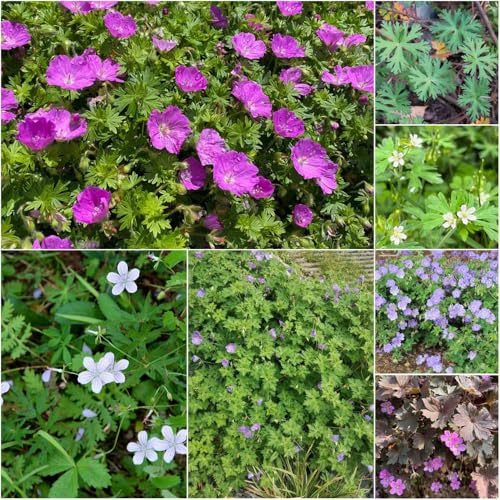 Semillas de geranio siembra sostenible de prado perennes resistentes exóticas, cobertura del suelo jardín inusual 400pcs