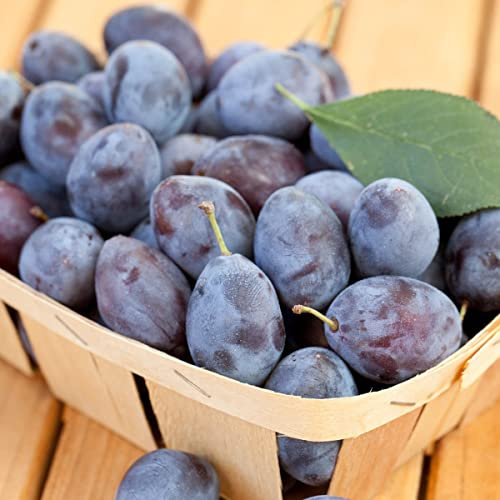 Blue Damson Plum Dormant Starter Bare Root Standard Fruit Tree, Due to restrictions can't ship to state of CA, CO, ID,MT, OR, or WA