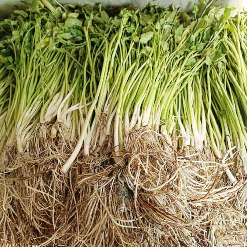 semillas de berro orgánicas - invierno jardín rocas resistentes 100pcs
