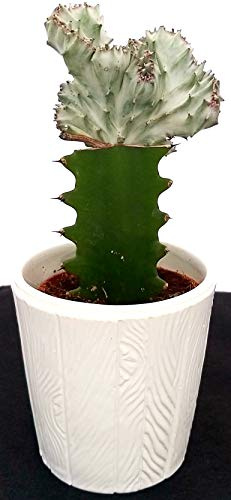 EUPHORBIA LACTEA CRESTATA IN VASO CERAMICA, pianta vera