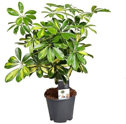 Árbol Paraguas Enano | DECOALIVE | Schefflera Arboricola Hojas Variegata | Planta Natural