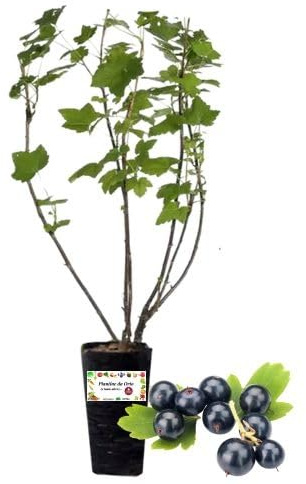 P. Piantine da Orto | Ribes Nero, Vaso da 2L, Pianta Pronta per il Trapianto, Pianta Vera da Orto, da Balcone e da Esterno, Vivaio Italiano