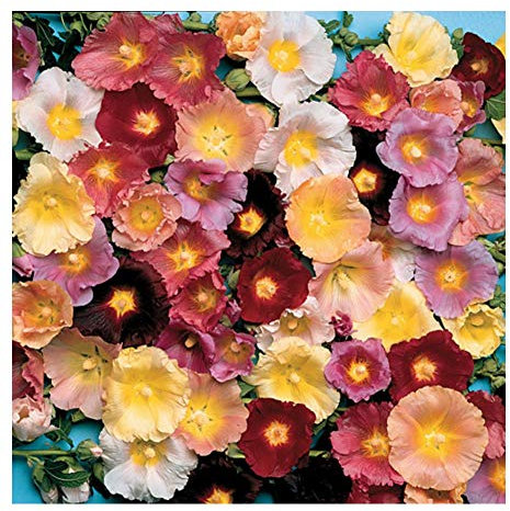 PREMIER SEEDS DIRECT - Hollyhock Seeds - Antwerp Mix - ALCEA FICIFOLIA (1,000 Seeds)