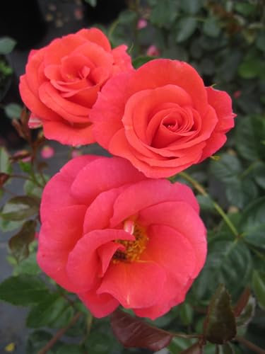 Rosa Flamingo ® - Beetrose Flamingo ® - Kordes Rose - ADR Rose