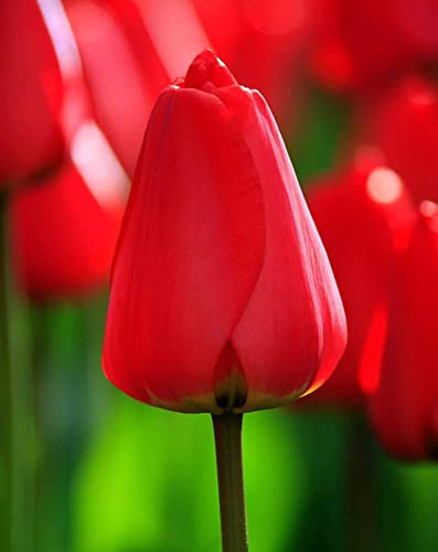 12Pcs Tulip Bulbi Giardino Di Impianto Tentativo Necessario Eccellente Selezionare Eccezionale Vibrante