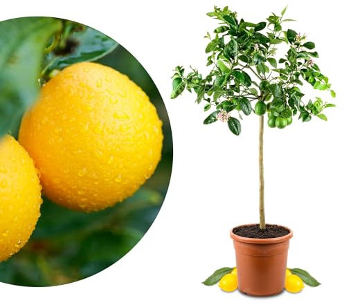 Meine Orangerie Meyer-Zitrone Grande - echte Zitruspflanze - veredelter Zitronenbaum - Citrus limon 'meyeri' - Meyer Lemon - fruchtreife Zitronen Pflanze in Gärtnerqualität