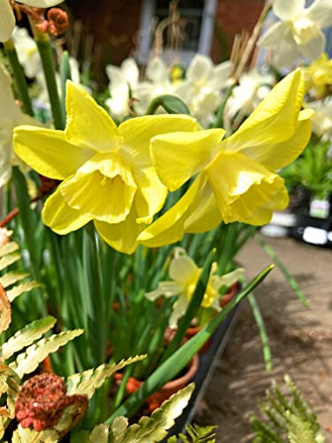 10 Bulbs of Daffodil (Pipit) Includes Postage