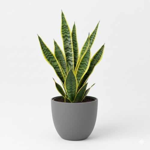 Sansevieria Futura Superba Bogenhanf, Luftreinigende Zimmerpflanze, Pflegeleicht, Grün-Gelb, 30-35 cm Höhe,