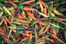 J and L Heirloom Heritage Carrot Mix RED Yellow White Purple Orange carottes Seeds Certified Organic Grower