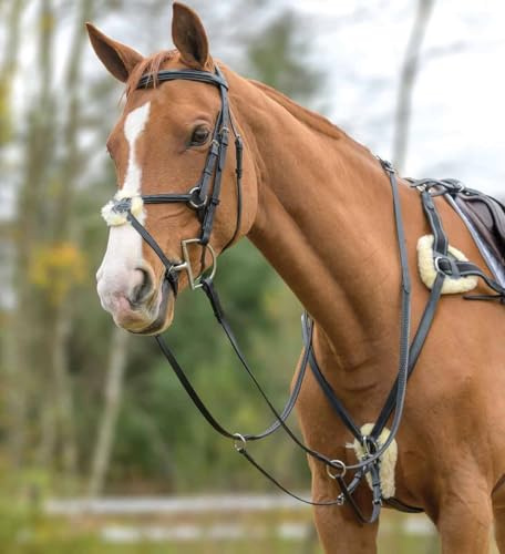 Shires Avignon Vorderzeug mit 5 Spitzen, schwarz, Cob