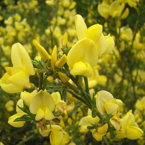 Elfenbein-Ginster - Cytisus praecox 40-60 C - 40-60 cm Topf