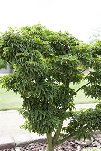 Acer palmatum 'Kotohime' 40–60 cm – Winterhart, Mehrjährig – Japanischer Ahorn – Ziergehölz für Garten & Kübel, auch als Bonsai geeignet