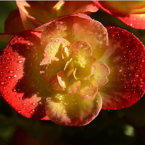 Begonia Nonstop Sunset Flower Seeds - Houseplant or Garden - 15 Pelleted Seeds