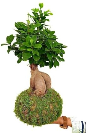 Garden Center Shop | Kokedama Ficus Ginseng 50 cm | Arte Botánico Japonés Vivo | Raíces Esculturales y Follaje Compacto | Decoración Premium de Interiores | INCLUYE GUÍA DE CUIDADOS