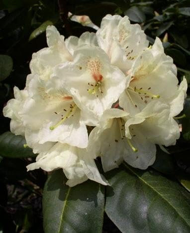 Yakushima Alpenrose Rhododendron yakushimanum Flava 30-40 cm breit im 4 Liter Pflanzcontainer