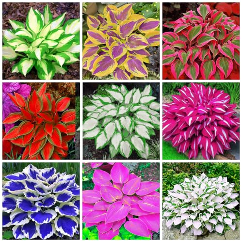200+ mixtes hostas - Faible entretien et grande valeur ornementale, Excellent pour les environnements ombragés - Très résistant et à croissance rapide, adapté à un usage extérieur, jardin