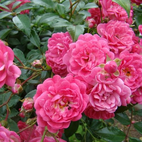Carbeth Plants - Pink Rose Bush Lovely Fairy in 14cm Pot - Outdoor Rose Plant Summer Autumn Flowering Low Growing Groundcover - Garden Ready for Bedding, Containers or Borders