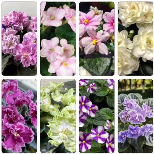 usambaraveilchen blumendeko blumensaat blumenstauden winterhart dachbegrünung bonsai topf büropflanzen topfpflanzen echt blumenwiesensaat blumengarten pflanzensamen zimmerpflanzen 150samen