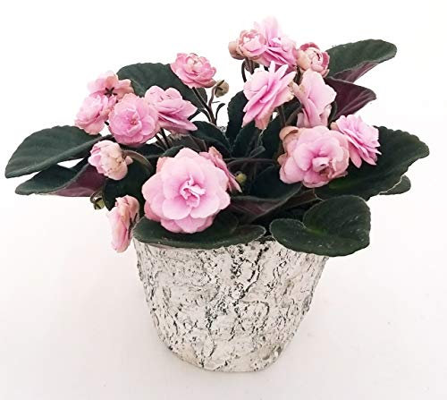 POWERS TO FLOWERS - SAINTPAULIA PINK LADY IN VASO PIETRA, VIOLETTA AFRICANA, pianta vera
