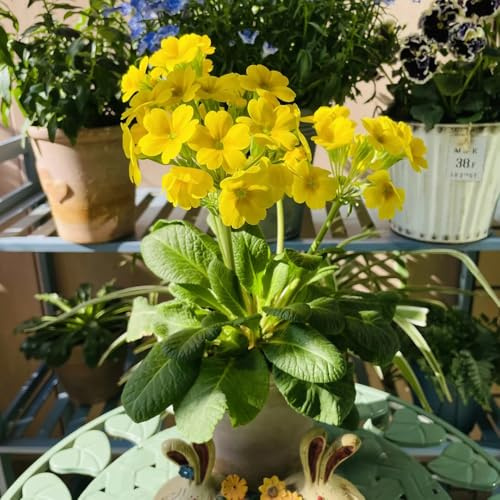 semi di primula resistenti all'esterno primule selvatiche decorazione da giardino per esterni, tappeto per luoghi soleggiati, 900pcs
