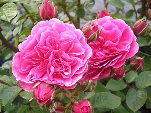 Special Son - 5.5lt Potted Floribunda Garden Rose Bush - Deep Pink, Repeat Flowering Blooms - Great Gift Idea