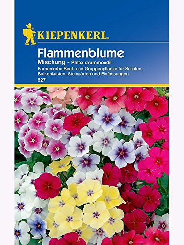 Phlox drummondii Flammenblume Mischung