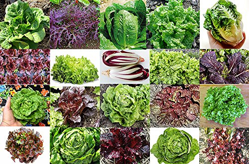 This is A Mix 1000 Lettuce Mix 20 Varieties Seeds Heirloom Non GMO. Seeds are not Individually Packaged from USA. US Grown Lactuca