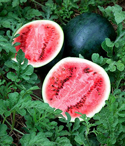 PREMIER SEEDS DIRECT Water Melon - Sugar Babe - 60 Finest Seeds