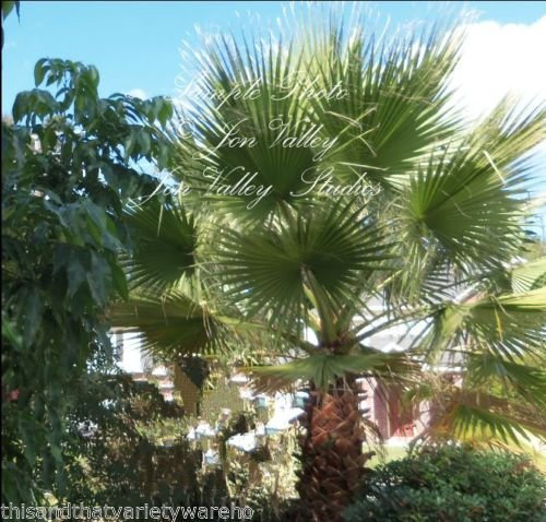 Washingtonia filifera California Fan Palm Seeds fredda Siccità, Sale vento tollerante