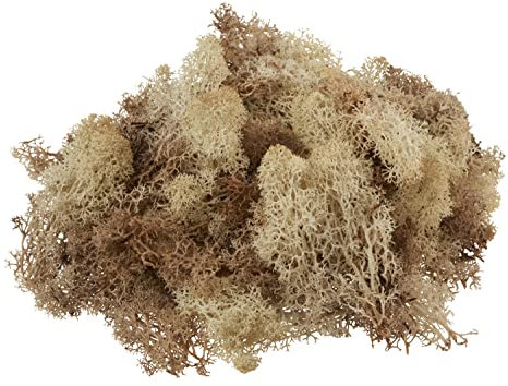 Wiedenmann 100g echtes Islandmoos Dekoration Modellieren Floristik Natur - Green, 100g, Dekorativ, Gärtnern, Spielen