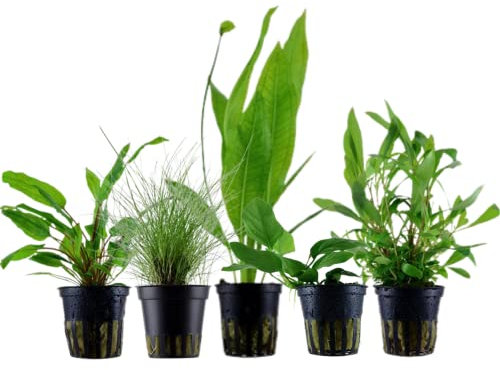 AquaOne Ehinodorus Hygrophila Cryptocoryne Eleocharis Anubias Lot de 5 plantes d'aquarium pour débutants