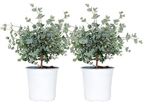 2x Eucalyptus gunnii - Eukalyptus Pflanze- Winterhart - Immergrün – ⌀14 cm - 25-35 cm