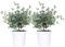 Lot de 2 - Eucalyptus gunnii - Gommier - Arbuste - Persistant - ⌀14 cm - 25-35 cm
