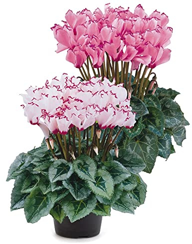 Flores de Cyclamen Set de 2 Plantas Naturales Exterior e Interior