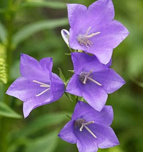 Pfirsichblütige Glockenblume Coerulea - Campanula perscifolia - lebende Gartenpflanze aus den Baumschulen