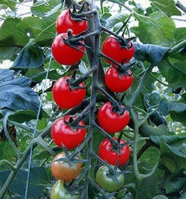 graines de bananiers graines de tomates chaudes légumes biologiques paquet de 100 graines