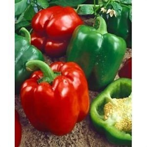 Heerloom Keystone Poivron Géant Résistant Grosses Graines Résistantes Aux Maladies
