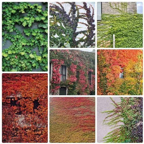 semi di vite selvatica, per balcone, perenni resistenti, giardino, 500pcs