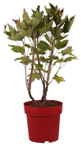 Ribes, rote Johannisbeere, Rote Holländische, rote Beeren, Obststrauch, vitaminreich, pflegeleicht, winterhart, Gartenpflanze, Beerenstrauch