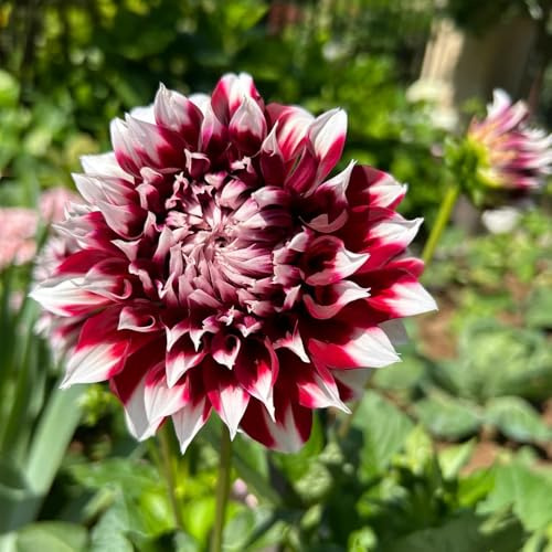 dahlien steingartenpflanzen dekopflanze pflanztopf winterharte kübelpflanzen blumendeko balkonpflanzen winterhart wildblumen blumenzwiebeln kräutergarten hochbeete für garten dahlie 12zwiebeln