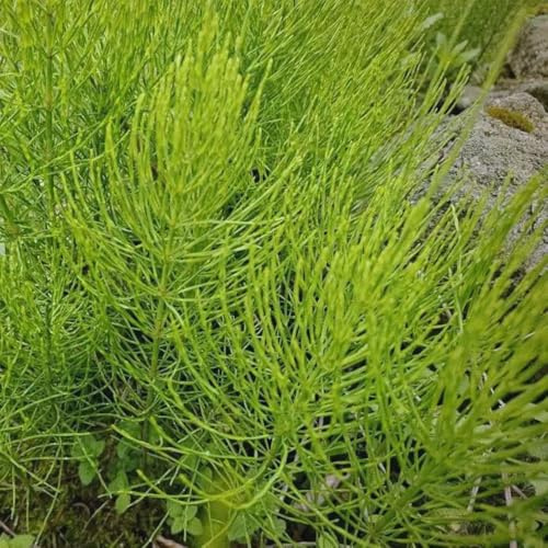 ackerschachtelhalm kräuterbeet pflanzenanzucht schachtelhalm gartenkräuter büropflanzen bio bodendecker gartenkräuter indoor kräutergarten balkon bodendecker kräuterpflanzen 160samen
