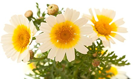 Speise-Chrysantheme 'Tiger Ear' Chrysanthemum coronarium 100 Samen