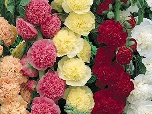 Buy4seeds Flower Hollyhock Summer Carnival Mix - 200 Seeds
