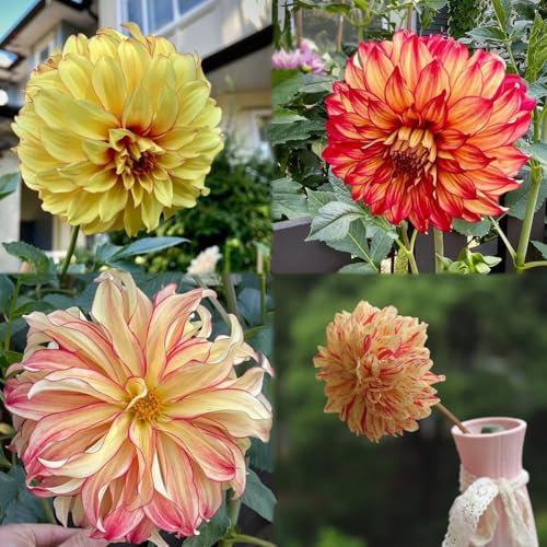 semillas dalia - semillas balcón bonsai del balcón de decorativas para balcones 600pcs