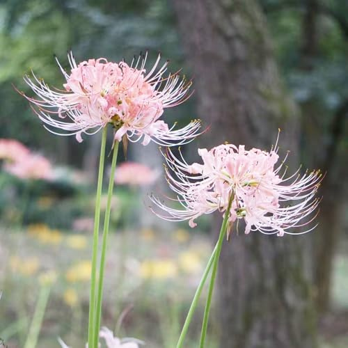 7 piezas bulbos lycoris radiata, de perennes lirio araña, decorativas frescas