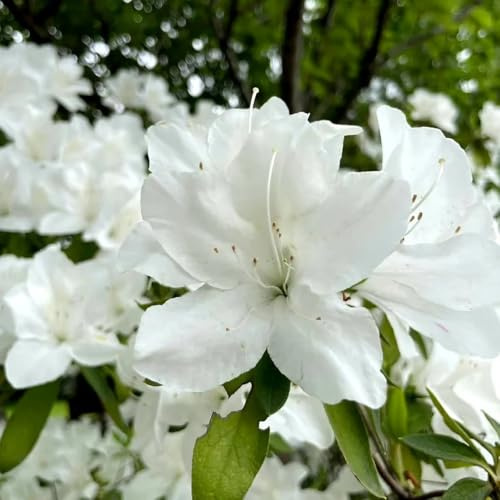 semillas resistentes de rododendro - azalea perennes orgánicas, cobertura del suelo 35pcs