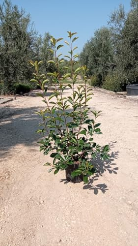 N.10 des Plantes Photinia Red Robin Vase 24 CM Haute 130/150 CM Rouge (Photo Réelle)