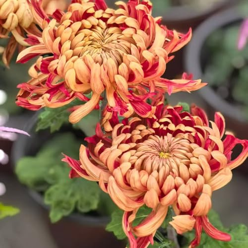 semillas de crisantemo - crisantemos resistentes en exteriores crisantemo Decoraciones otoñales un jardín resistente semillas de balcón 1500semillas