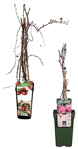 Dos Unidades de Arbustos del Bosque Naturales FRAMBUESO + GROSELLERO
