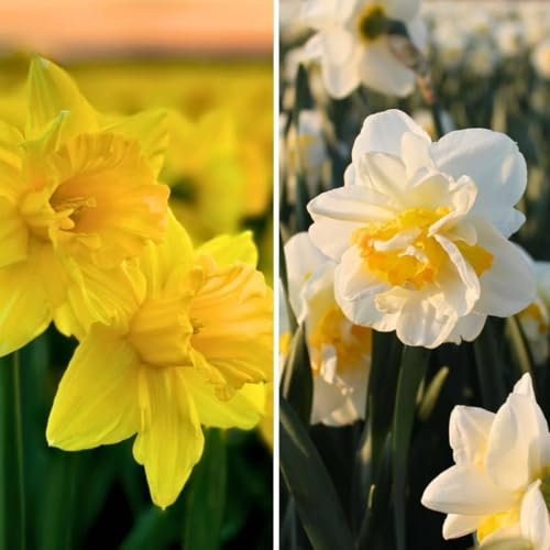 Bulbos de narciso - Bellezas silvestres - 20 bulbos - Bulbos de primavera - Flowerbulbs Amsterdam - Tamaño 12/14